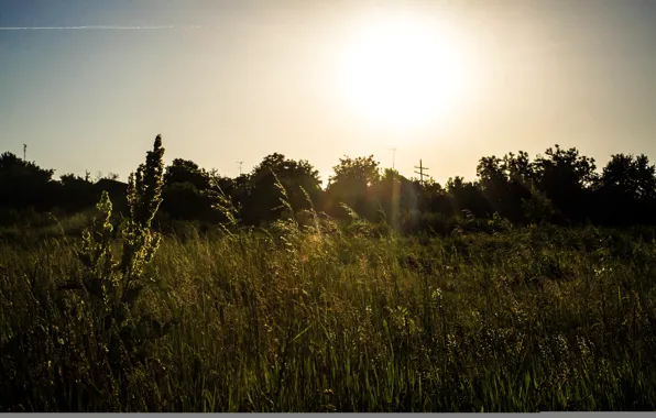 Поле, солнце, колосья, sunset, sun, mmd