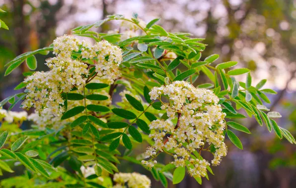 Flower, leaf, twig
