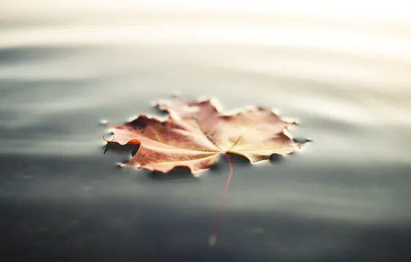 Картинка осень, вода, лист, листок, клен