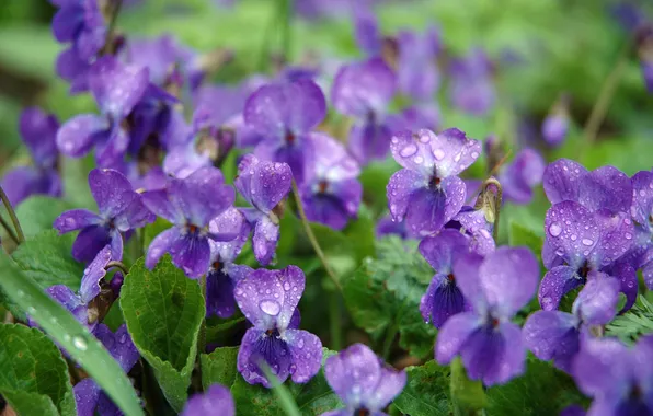 Картинка фиолетовый, капли, цветы, роса, растение, весна, сочно, фиалки