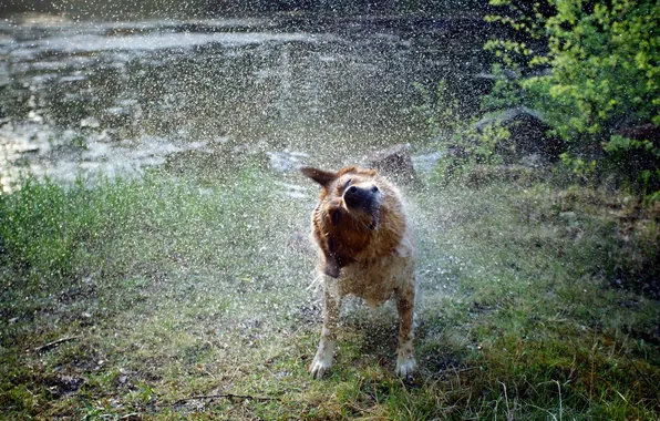 Вода, брызги, собака