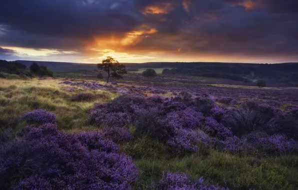 Поле, деревья, закат