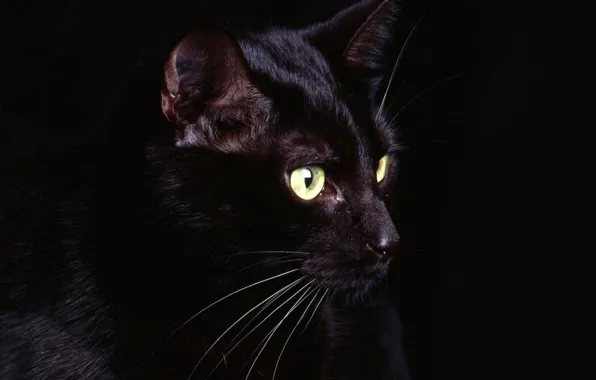 Картинка глаза, кот, усы, черный, Black, eyes, cat, whiskers