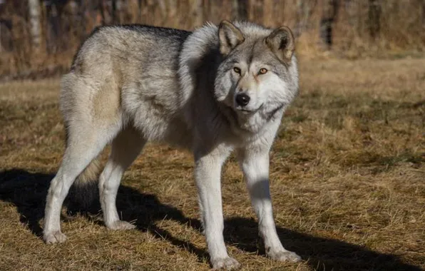 Картинка nature, snow, predator, face, animal, wolf, wildlife, portrait