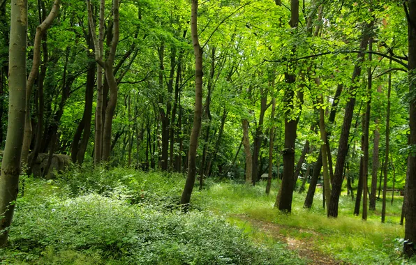 Forest, park, alley