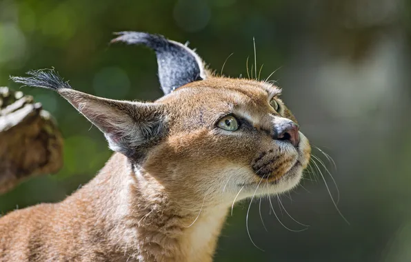 Кошка, взгляд, морда, каракал, степная рысь, ©Tambako The Jaguar