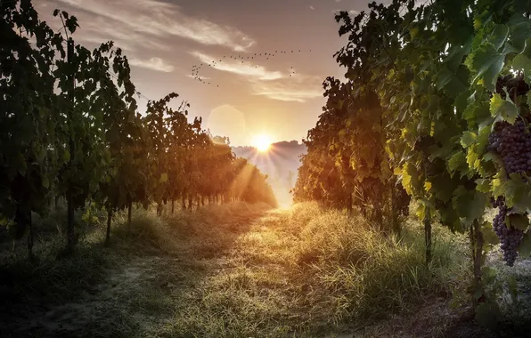 Картинка трава, восход, виноградник, grass, sunrise, morning light, vineyard, утренний свет