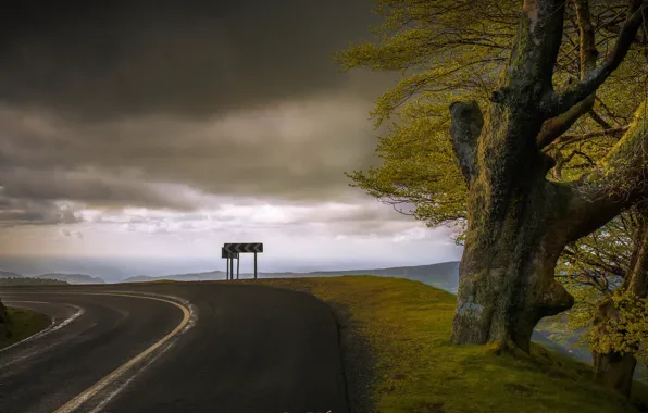 Картинка дорога, дерево, поворот