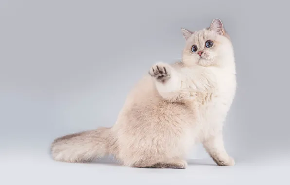 Кошка, белый, кот, взгляд, поза, котенок, мордочка, милый