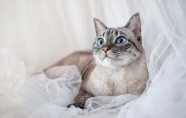 Кошка, кот, морда, портрет, светлый фон, невская маскарадная