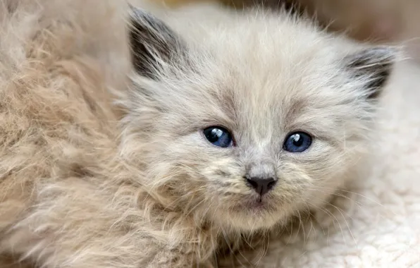 Кошка, взгляд, котенок, шерсть, пушистый, маленький, мордочка, милый