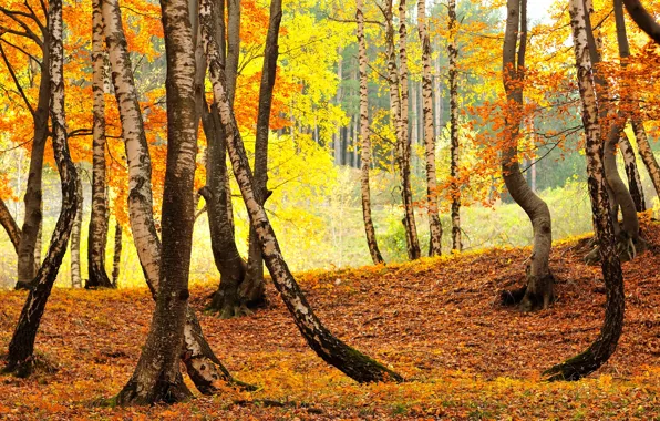 Осень, лес, стволы, листва, березы, берёзы, роща, золотая осень
