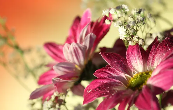 Картинка цветы, flowers, капли воды, romantic, water drops, романтический, красные герберы, red Gerbera