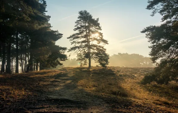 Картинка лес, свет, туман, холмы, утро, шишки, тропинка, сосна