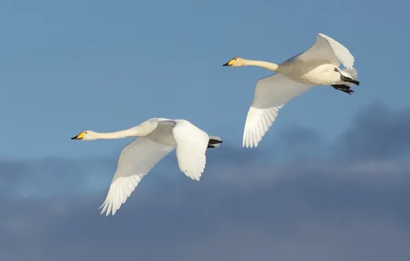 Flight, couple, swans