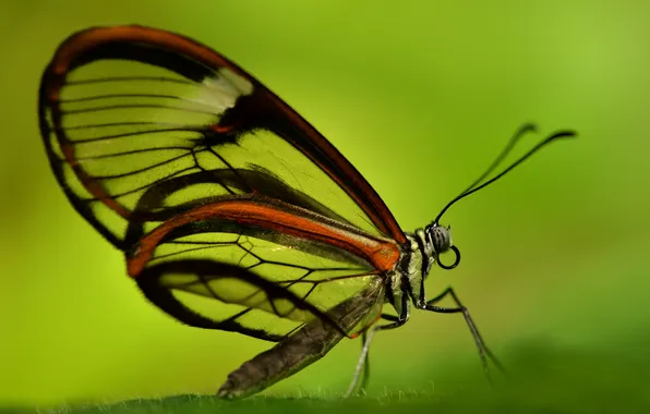 Бабочка, крылья, насекомое, мотылек