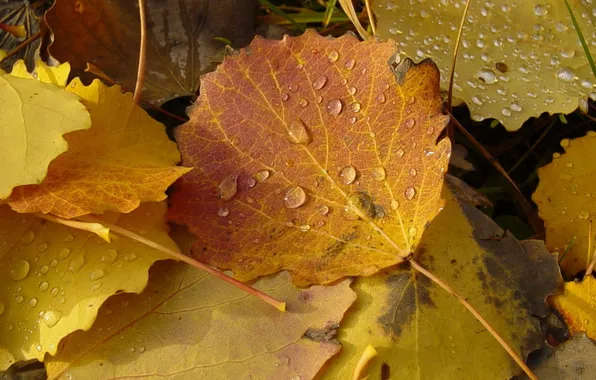 Листья, оранжевый, желтый, капельки, Осень