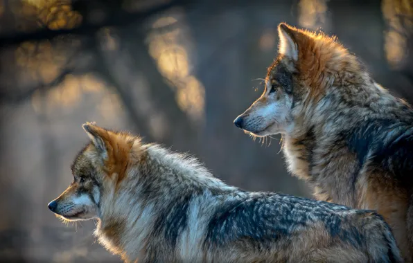 Картинка хищники, волки, боке, два волка