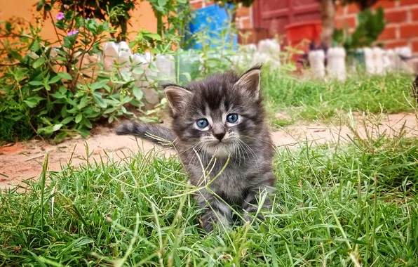 Кошка, лето, трава, взгляд, цветы, поза, котенок, серый