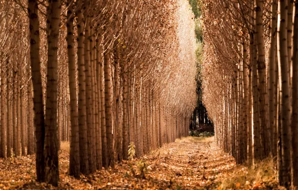 Картинка осень, лес, деревья