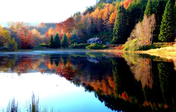 Картинка осень, лес, листья, деревья, пейзаж, природа, озеро