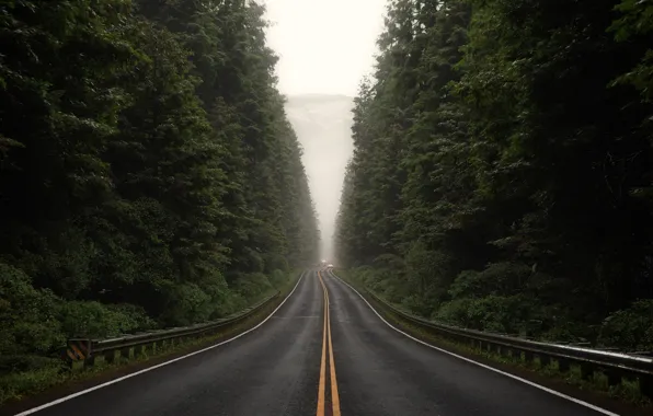 Лес, трасса, ограждения, Through The Woods, overcast post signed, Sebastian Zapata