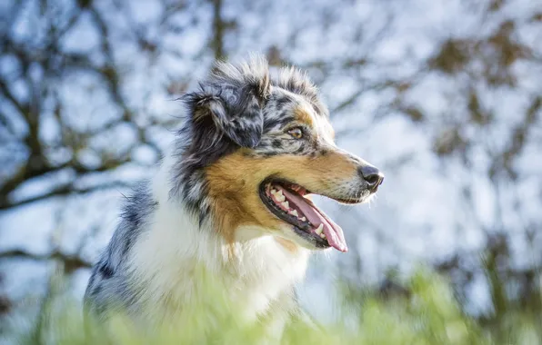 Взгляд, друг, собака