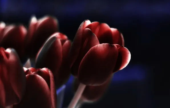 Картинка макро, цветы, тюльпаны