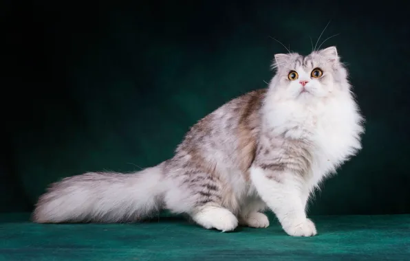 Кошка, кот, взгляд, морда, поза, темный фон, лапы, сидит