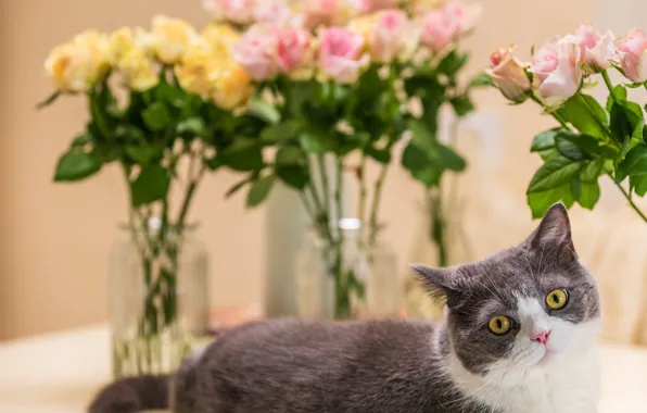 Кошка, кот, взгляд, цветы, розы, букет, желтые, лежит