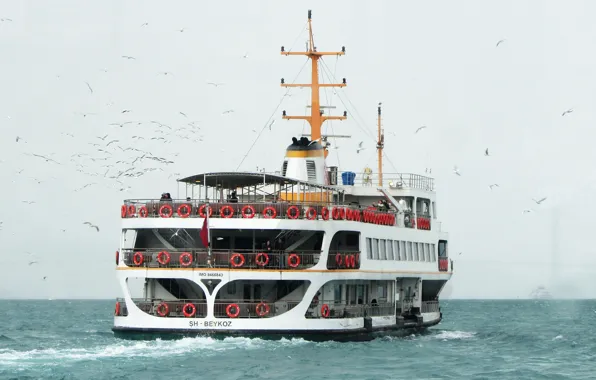 Океан, Море, Судно, Чайки, Корма, Vessel, Passenger Ship, SH BEYKOZ