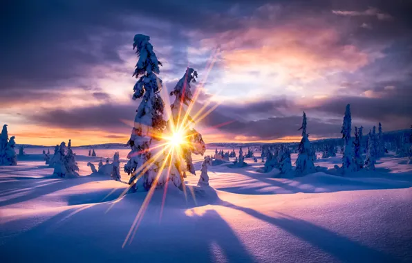 Картинка солнце, снег, деревья, Winter Paradis