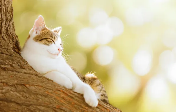 Кошка, животные, кот, природа, дерево