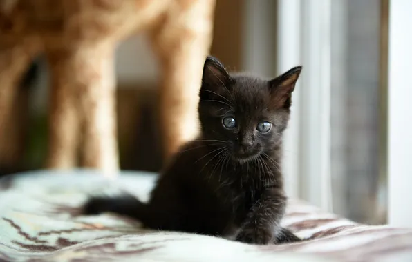 Картинка кошка, дом, котенок, черный, окно