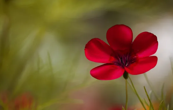 Картинка цветок, макро, красный, зеленый, фон, растение