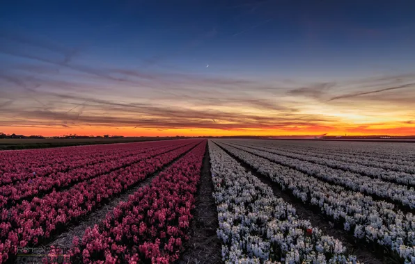 Поле, закат, цветы, вечер, городок, Нидерланды, провинция, Северная Голландия