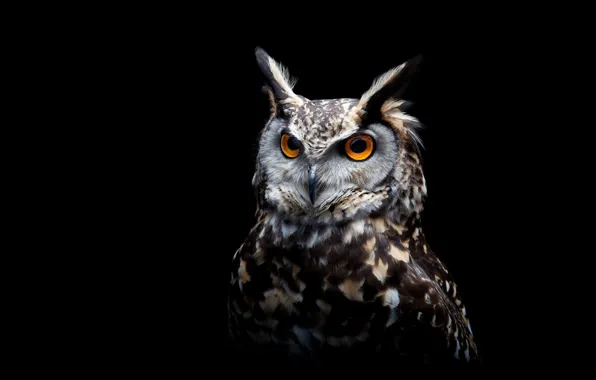Картинка bird, animal, owl