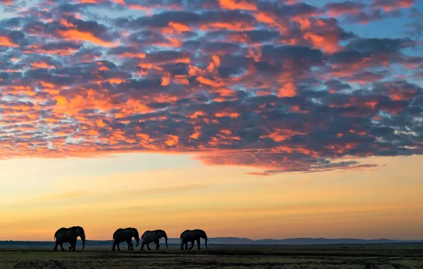 Облака, саванна, слоны, elephants, clouds, savannah, Jie Fischer