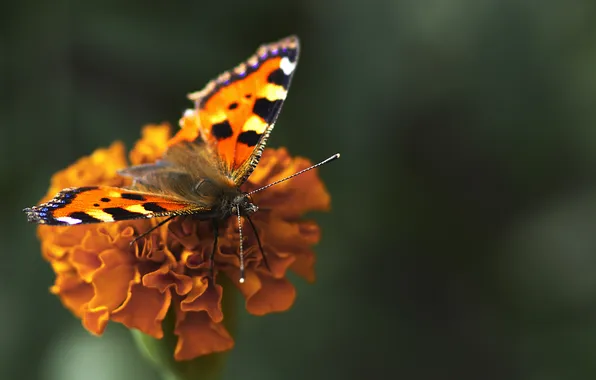Цветок, бабочка, крылья, лепестки, насекомое, мотылек