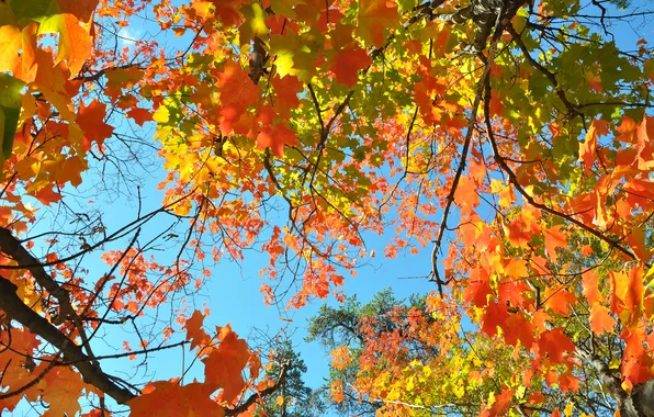 Осень, небо, листья, ветки