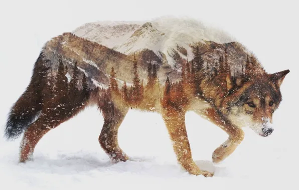 Картинка animals, landscape, nature, photo manipulation, double exposure, ..brown wolf