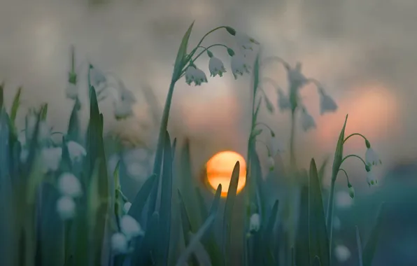 Картинка трава, солнце, закат, цветы
