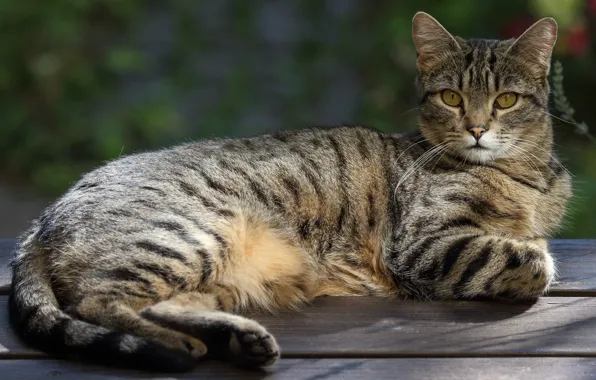 Кошка, кот, взгляд, скамейка, природа, поза, серый, фон