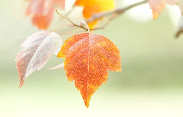 Осень, природа, лист, ветка