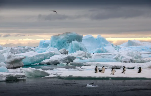 Ice, cold, penguins