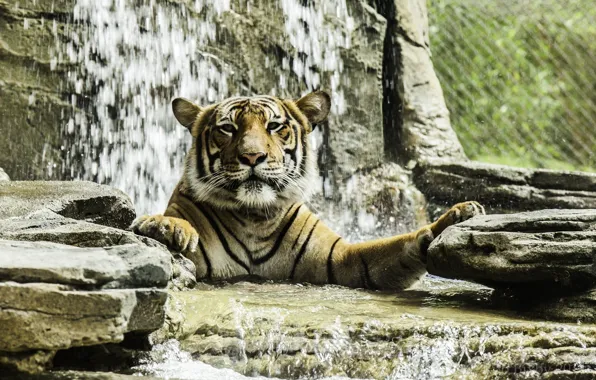 Картинка морда, тигр, хищник, купание, дикая кошка, зоопарк