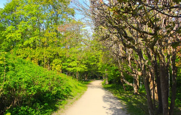 Trees, park, spring, alley