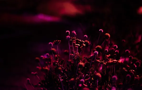 Цветы, ночь, природа