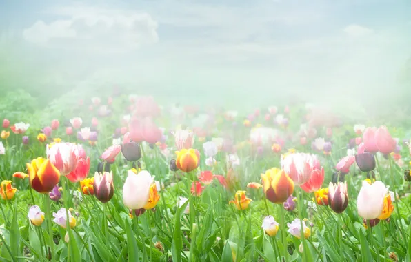 Картинка облака, туман, тюльпаны