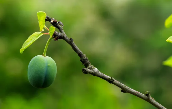 Fruit, twig, plum